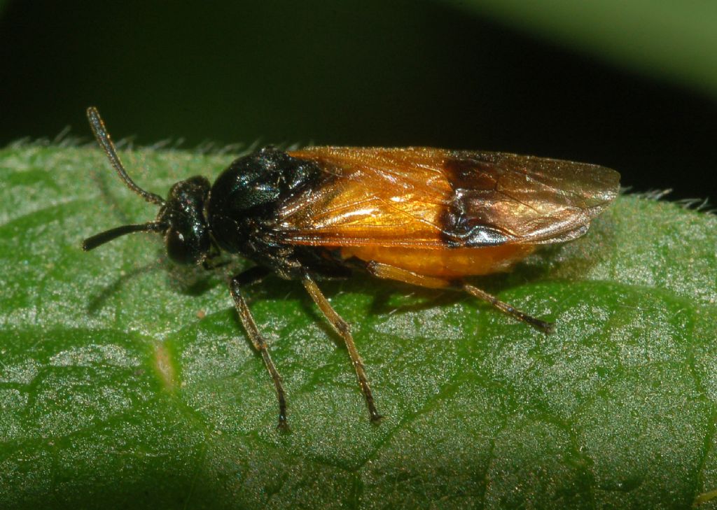 Tenthredinidae da id: No, Arge cyanocrocea, Argidae