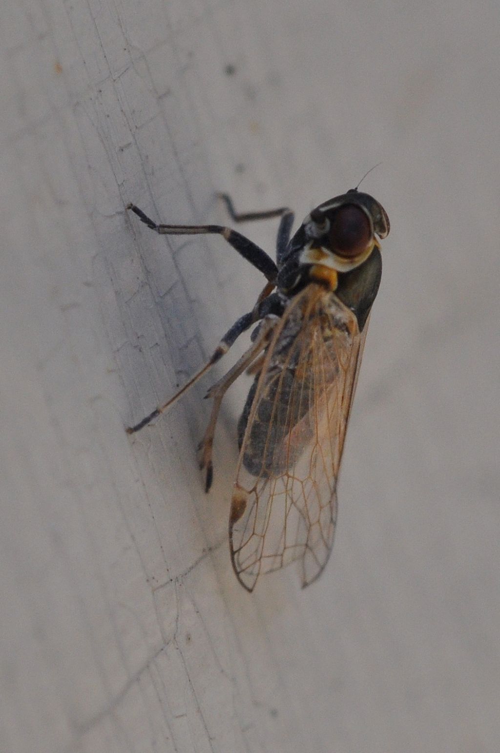 Hyalesthes obsoletus  (Fulgoromorpha Cixiidae)