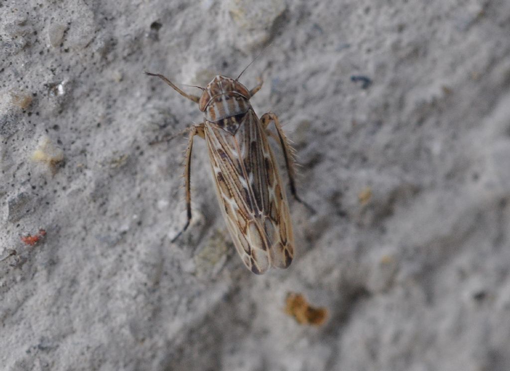 Cicadellidae da id