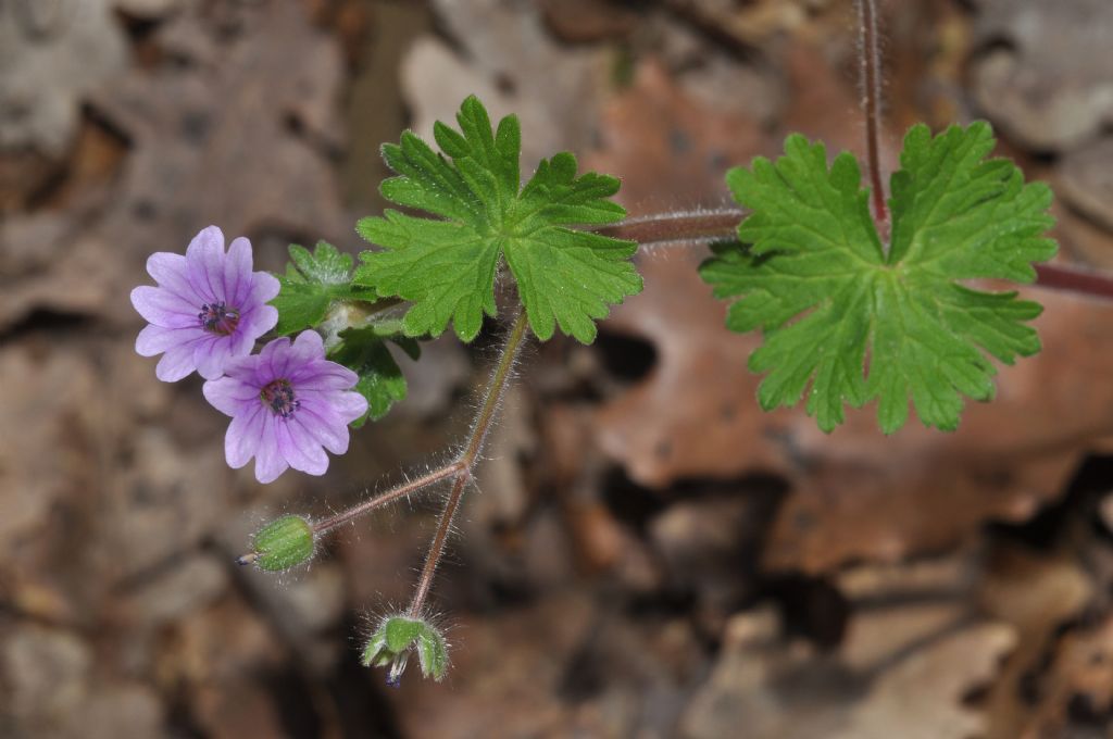 Geranium molle / Geranio molle