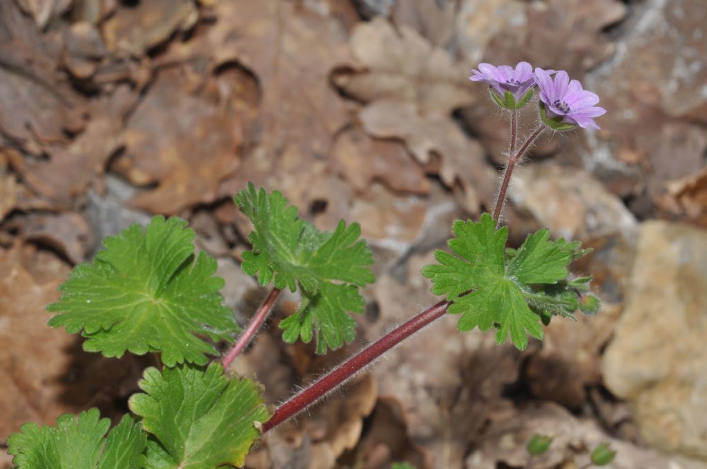 Geranium molle / Geranio molle