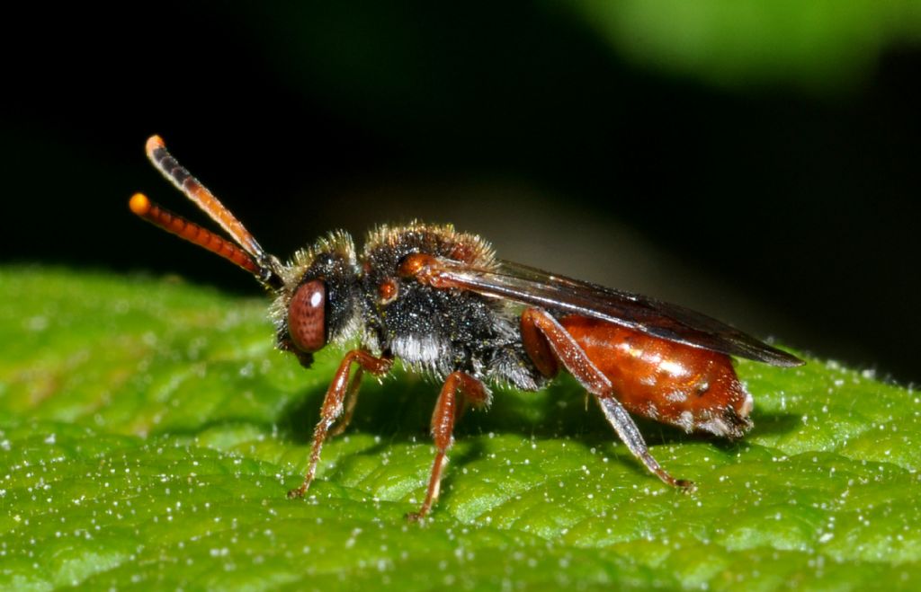 Nomada cfr. femoralis, femmina (Apidae)