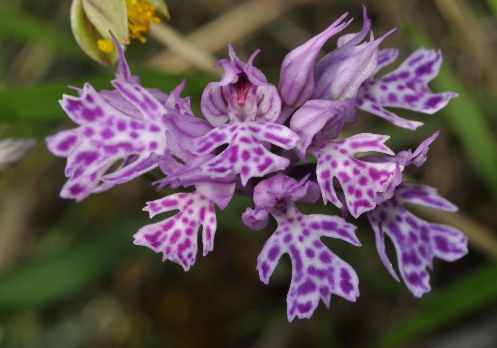 Neotinea tridentata