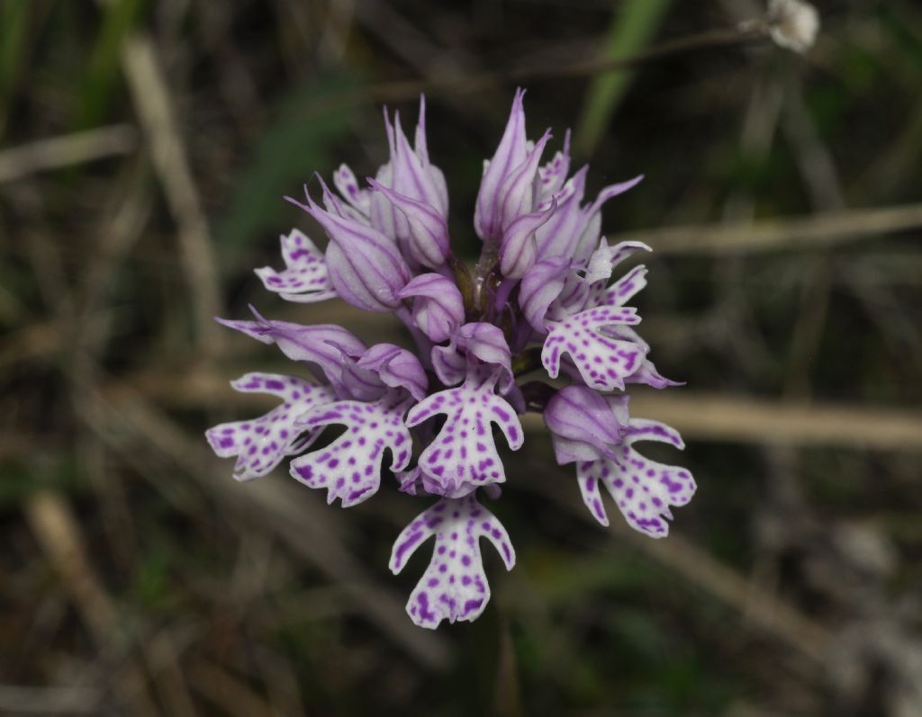 Neotinea tridentata