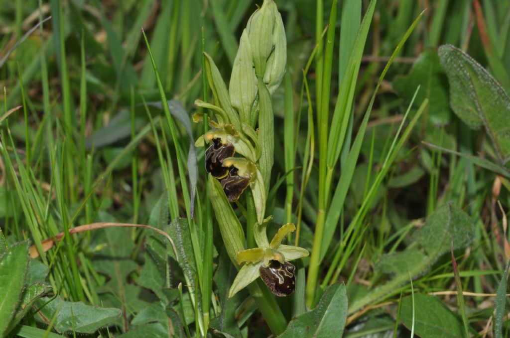 Ophrys sphegodes