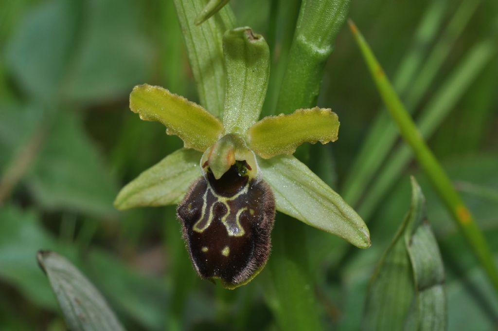 Ophrys sphegodes