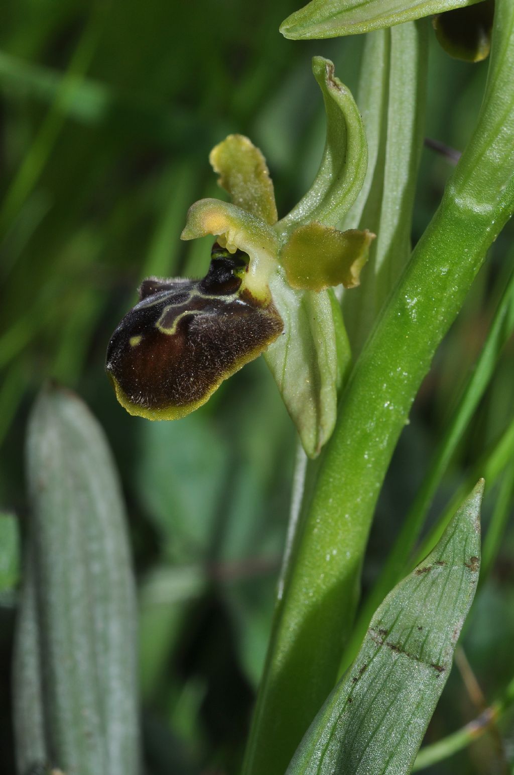 Ophrys sphegodes