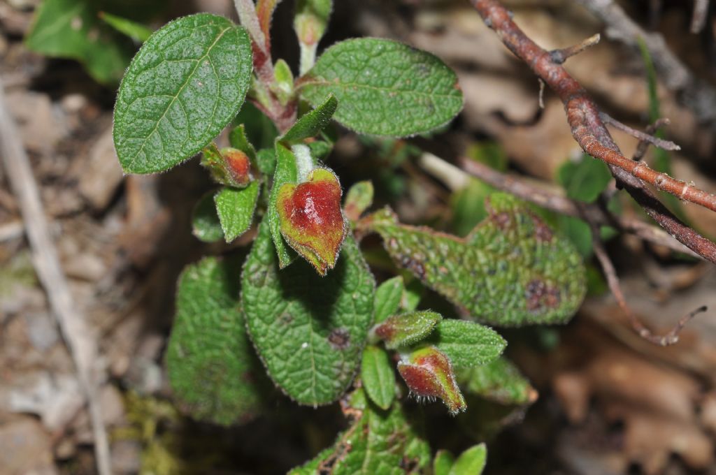 Cistus salviifolius