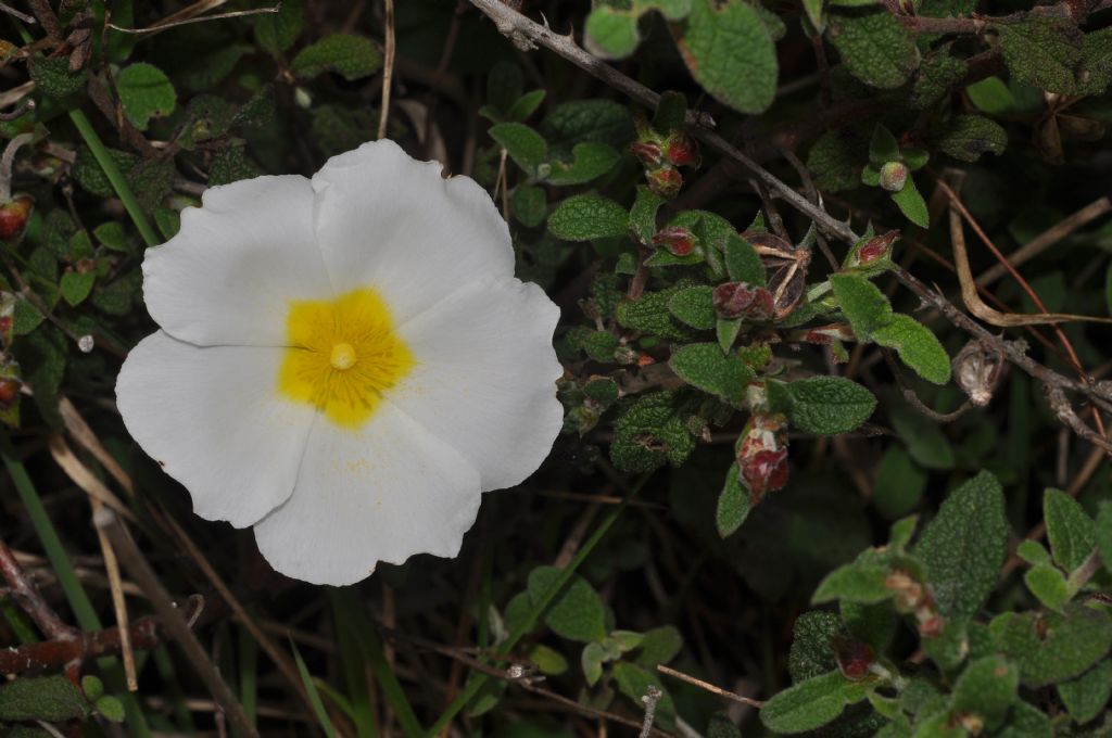 Cistus salviifolius