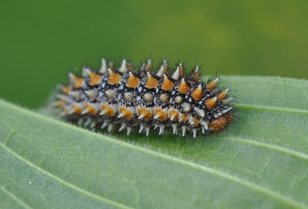 larva di Melitaea didyma, Nymphalidae