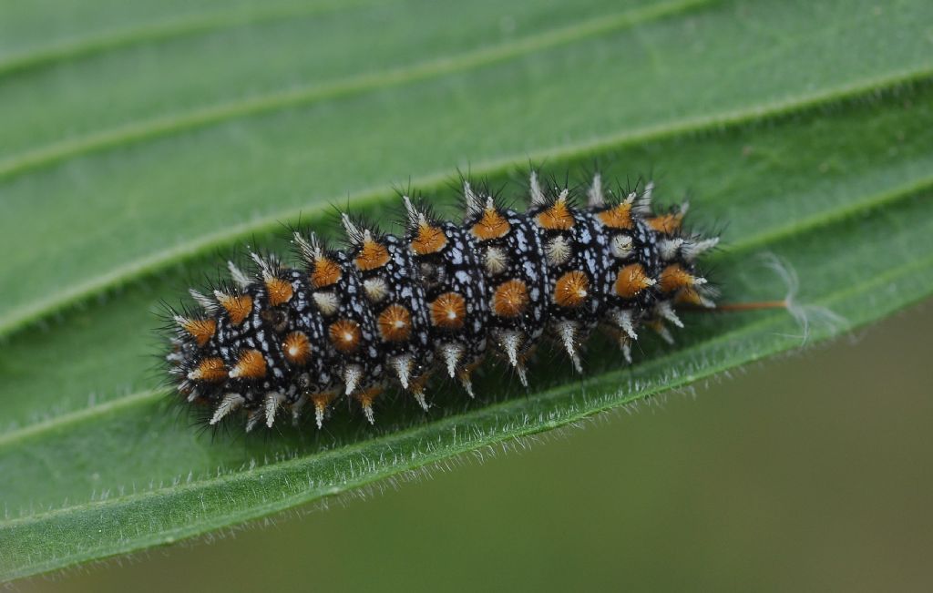 larva di Melitaea didyma, Nymphalidae