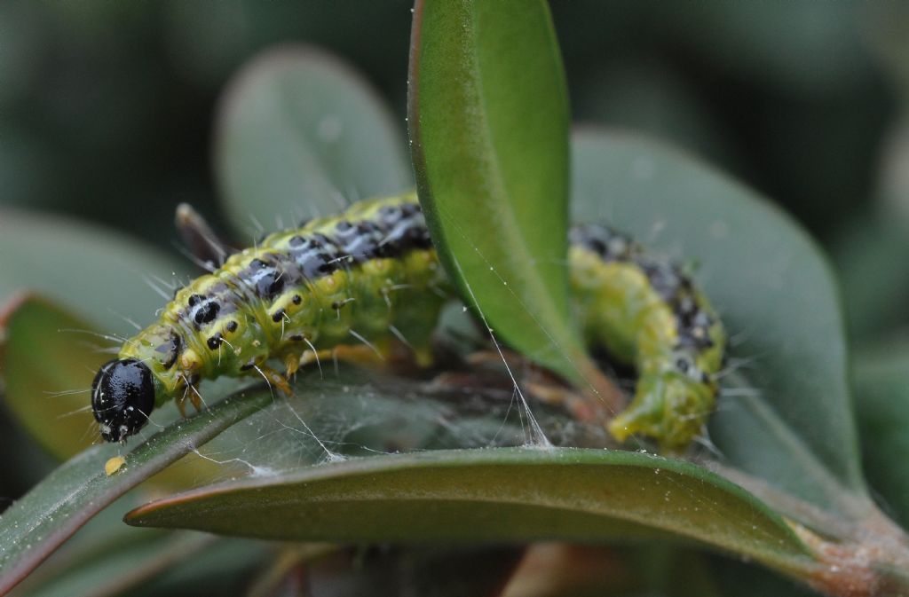 Bruco da id... - Cydalima perspectalis, Crambidae