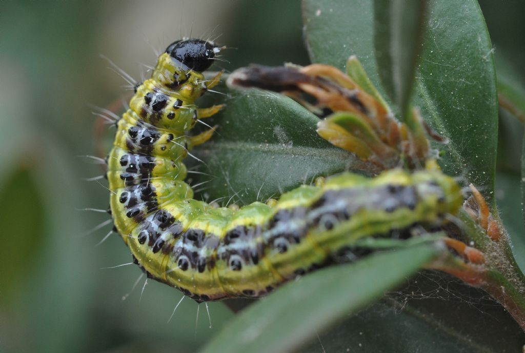 Bruco da id... - Cydalima perspectalis, Crambidae