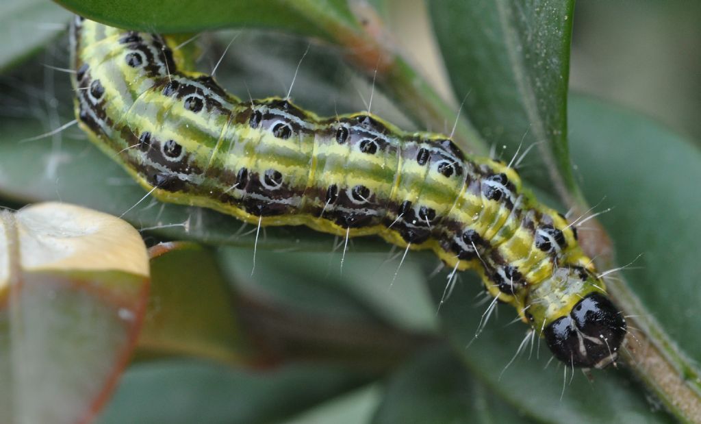 Bruco da id... - Cydalima perspectalis, Crambidae