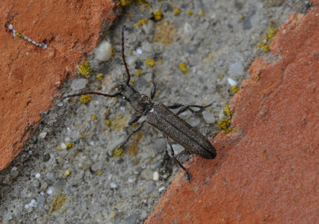 Cerambycidae:  Deilus fugax