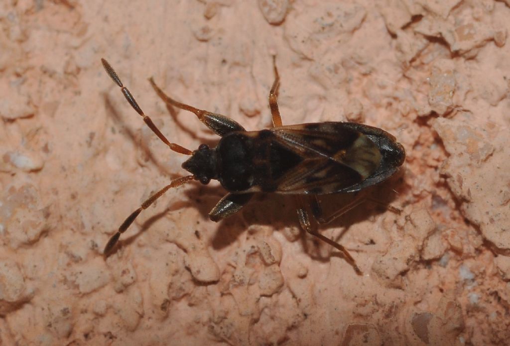 Lygaeidae: Scolopostethus affinis (cf) della Lombardia.