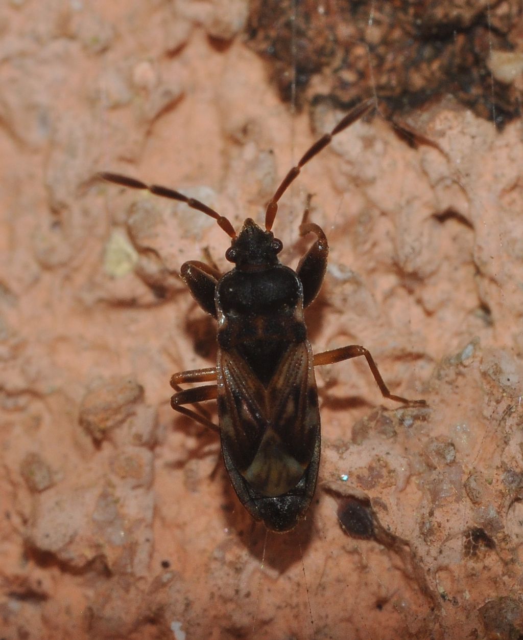 Lygaeidae: Scolopostethus affinis (cf) della Lombardia.