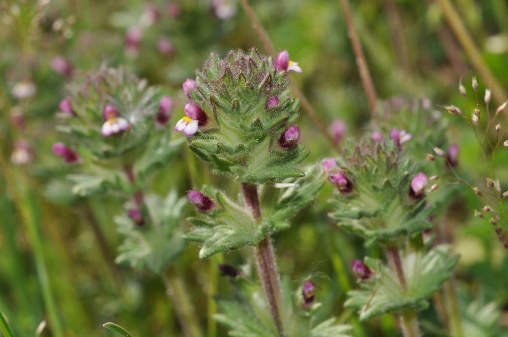 Parentucellia latifolia / Perlina rossiccia