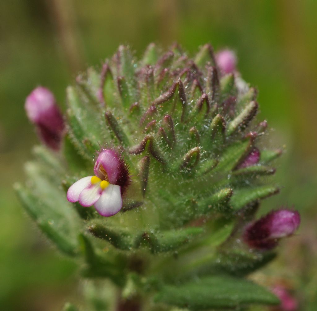 Parentucellia latifolia / Perlina rossiccia