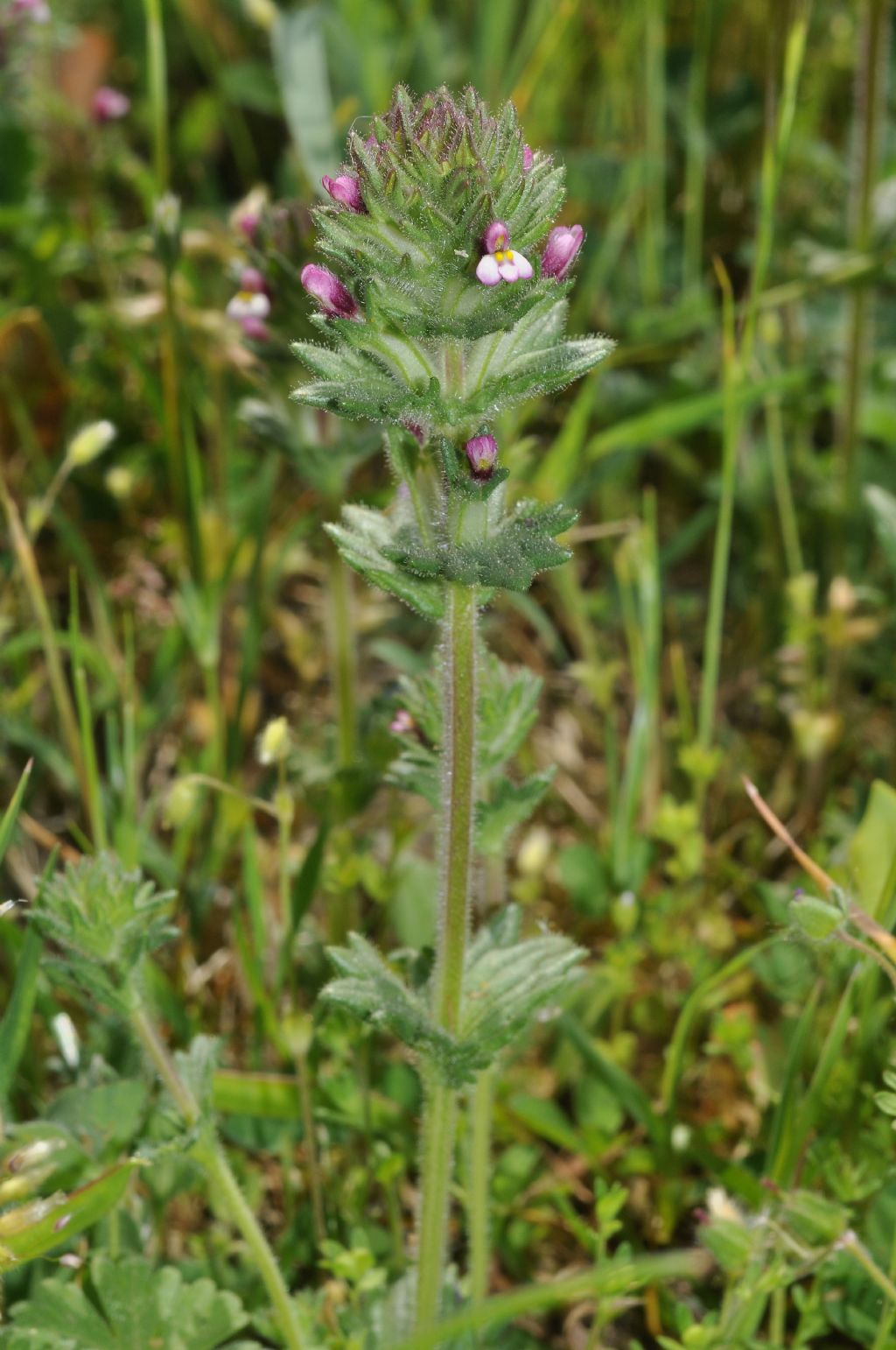 Parentucellia latifolia / Perlina rossiccia