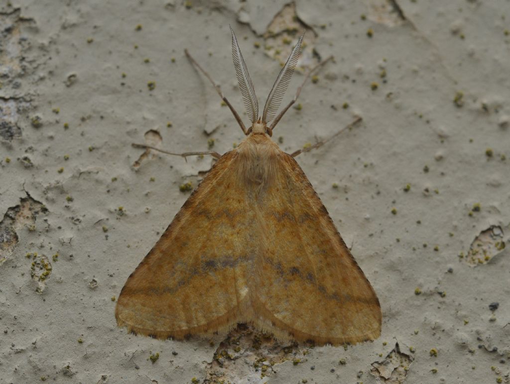 Geometridae: Aspitates (Napuca) ochrearia