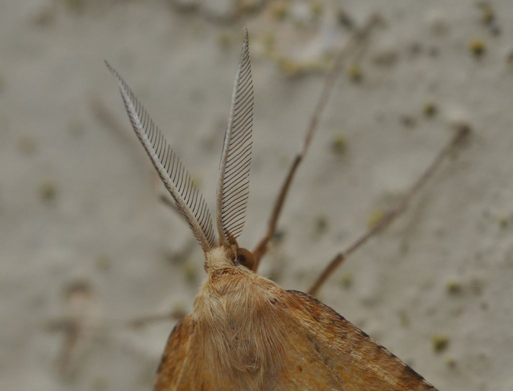 Geometridae: Aspitates (Napuca) ochrearia