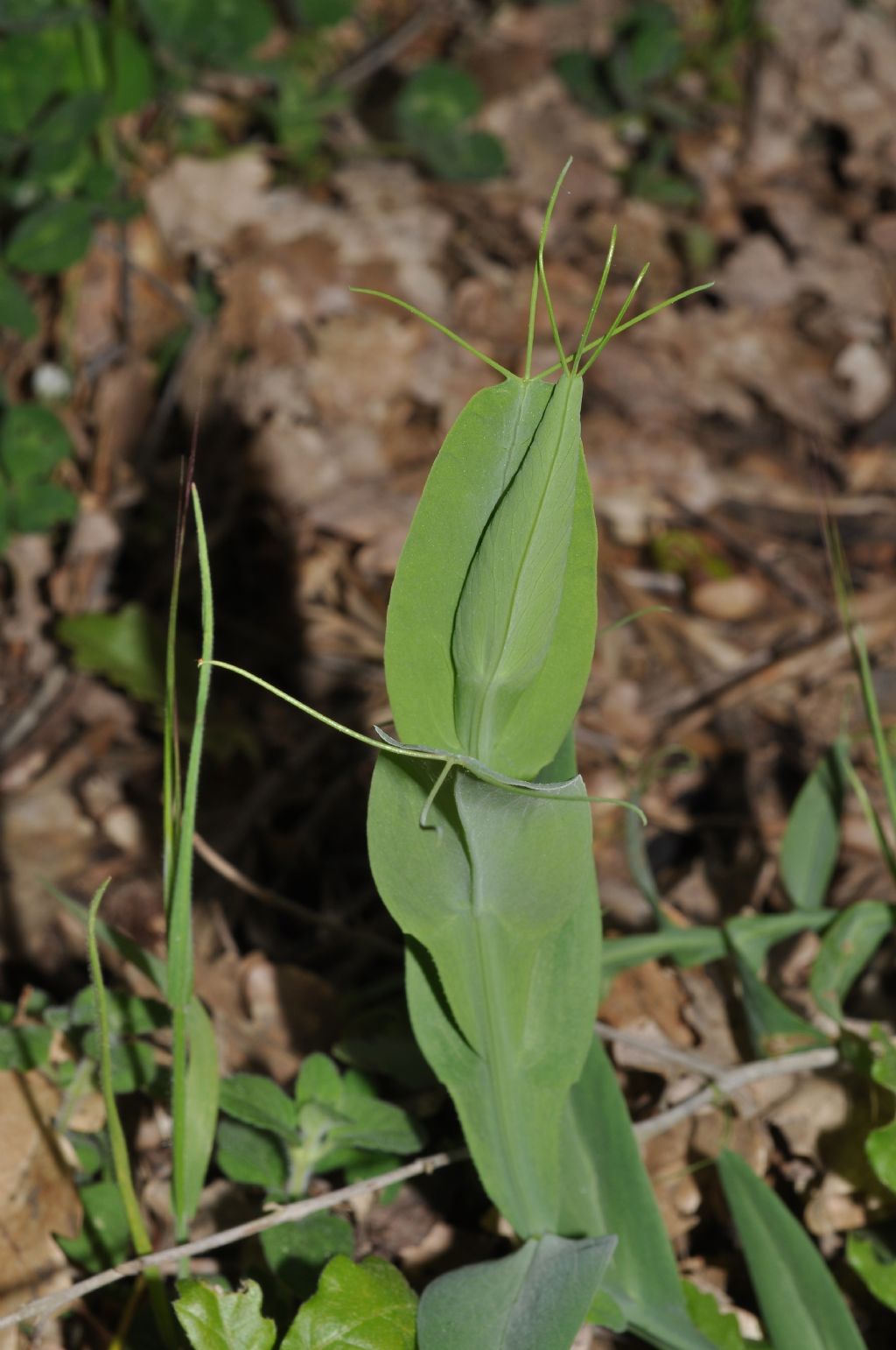 Lathyrus ochrus / Cicerchia pisellina