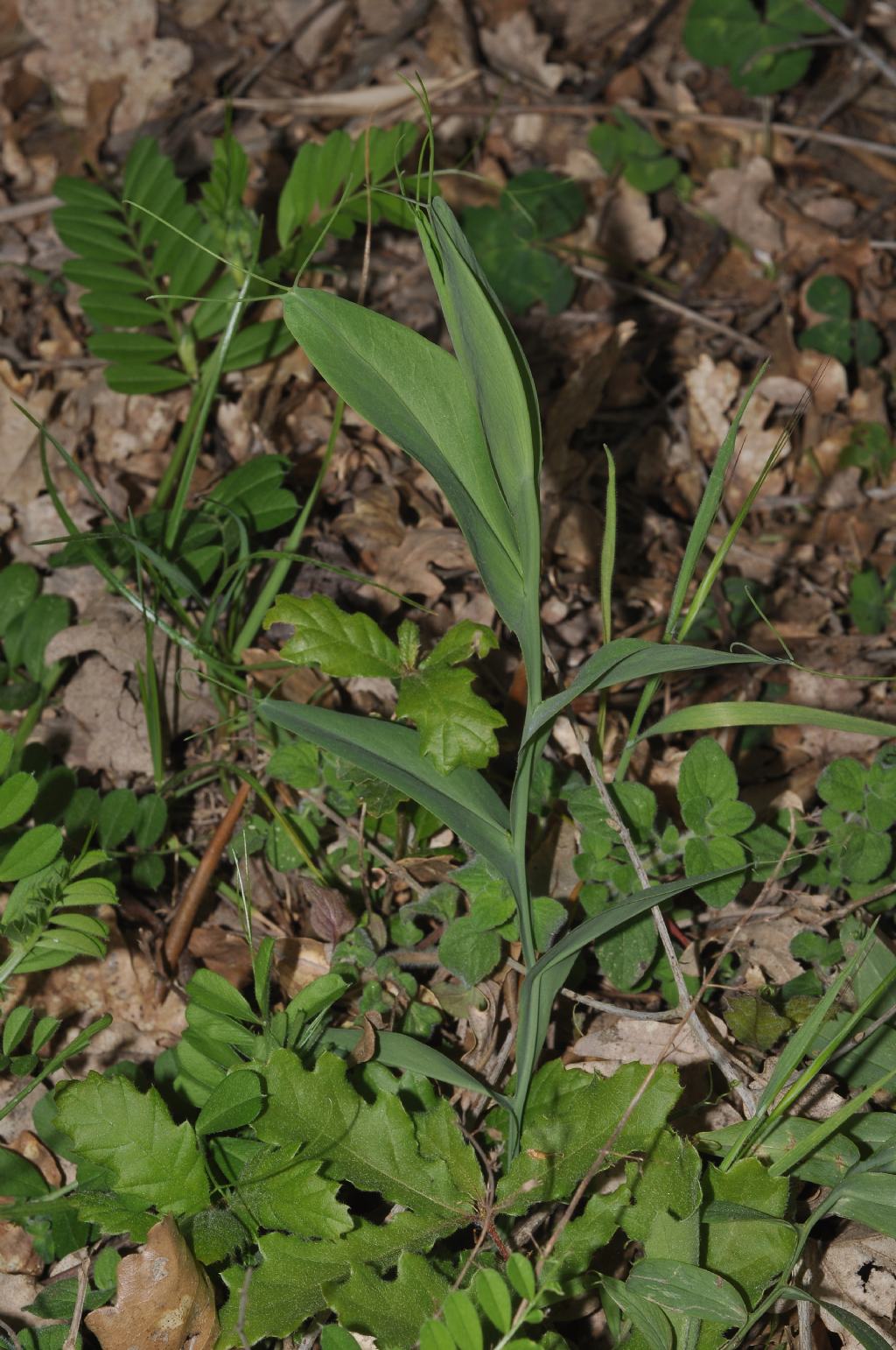 Lathyrus ochrus / Cicerchia pisellina