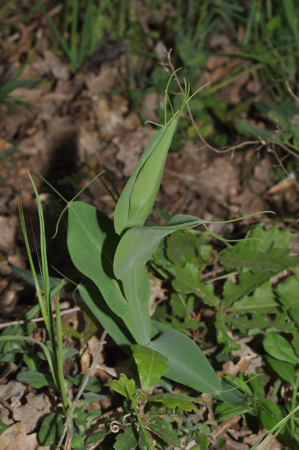 Lathyrus ochrus / Cicerchia pisellina