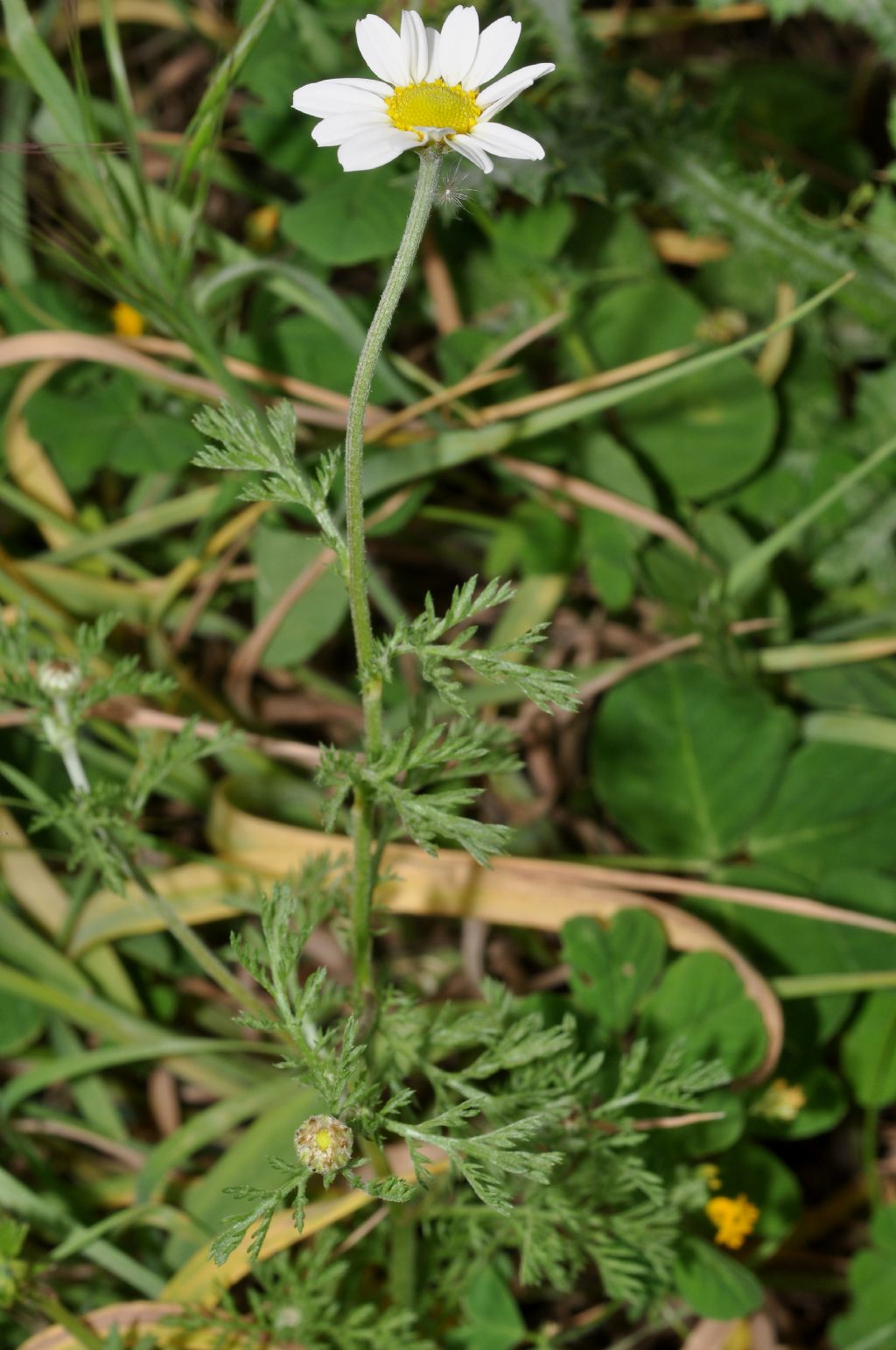 Anthemis arvensis subsp. incrassata ?