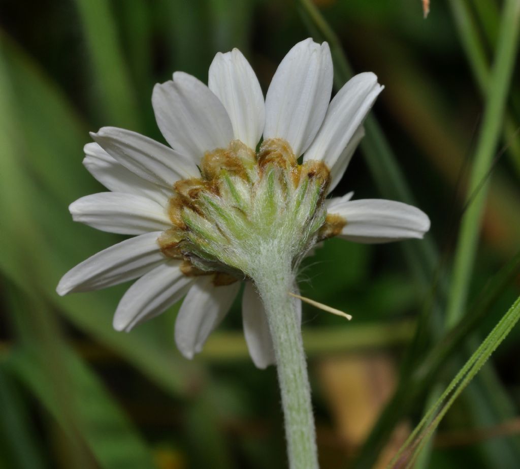 Anthemis arvensis subsp. incrassata ?