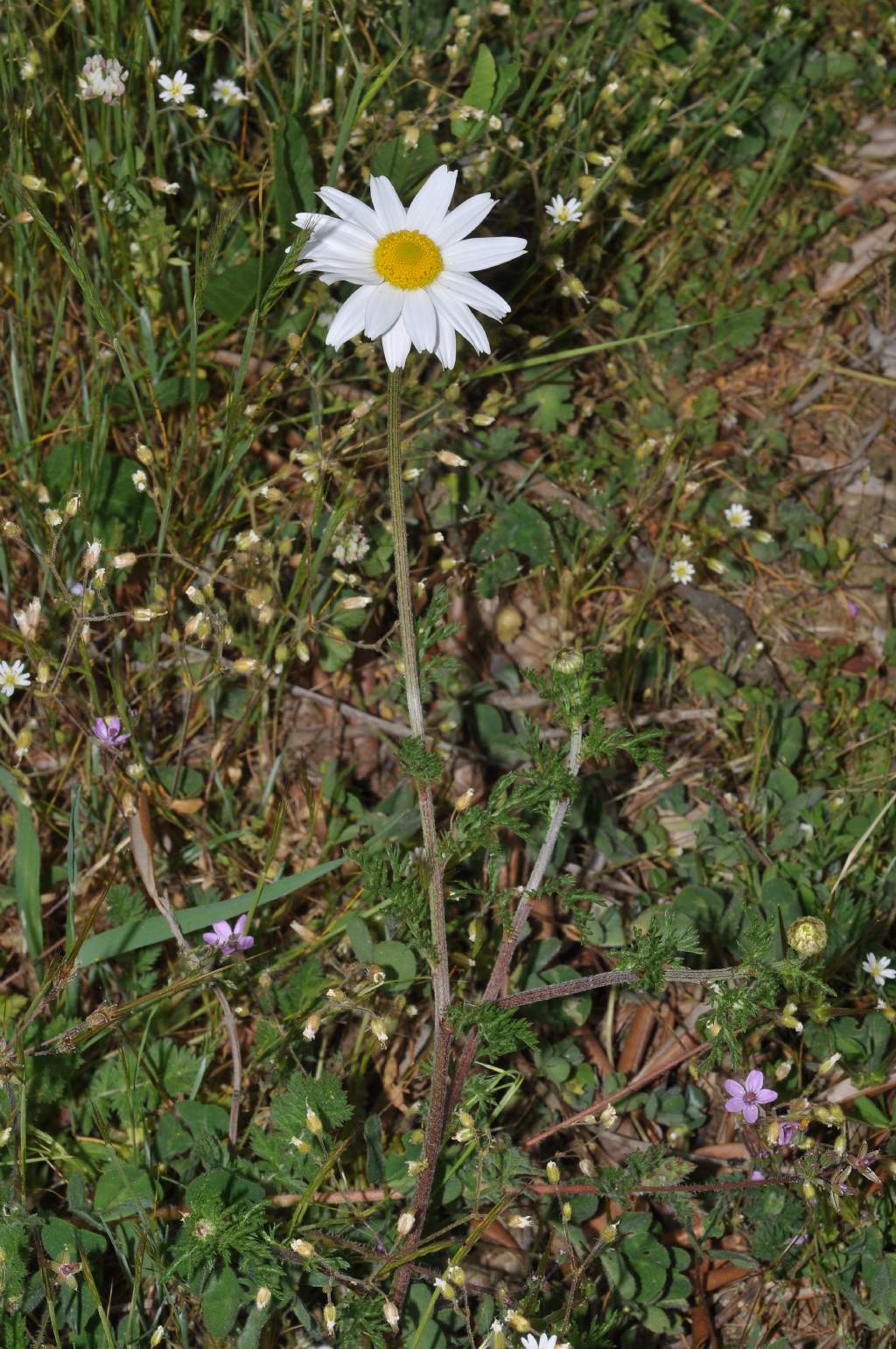 Anthemis arvensis subsp. incrassata ?