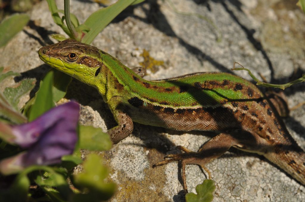 Podarcis siculus