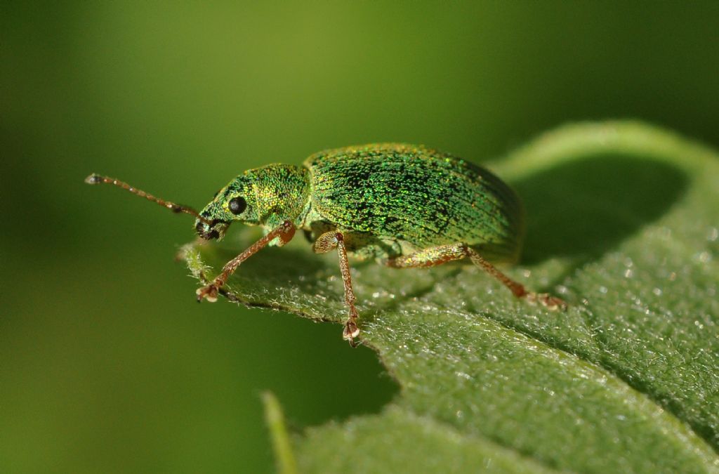 Polydrusus (Eudipnus) frater, Curculionidae