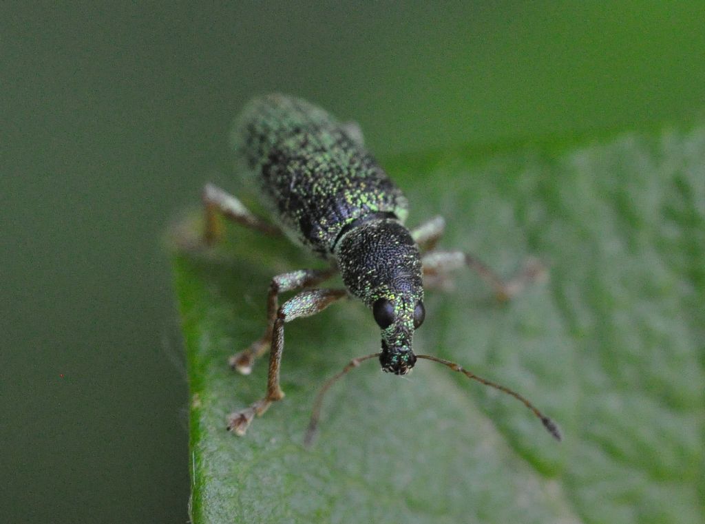 Curculionidae:  Polydrusus formosus