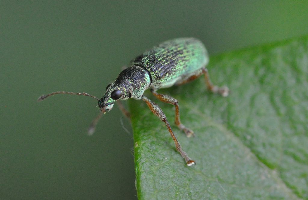 Curculionidae:  Polydrusus formosus