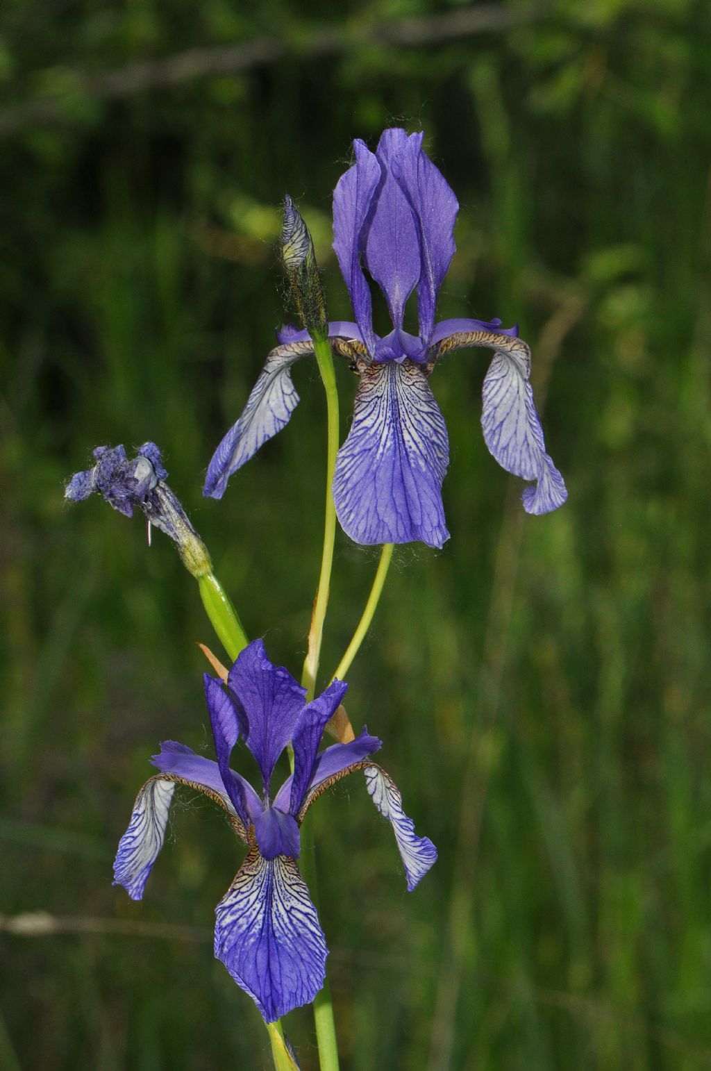 Iris sibirica / Giaggiolo siberiano