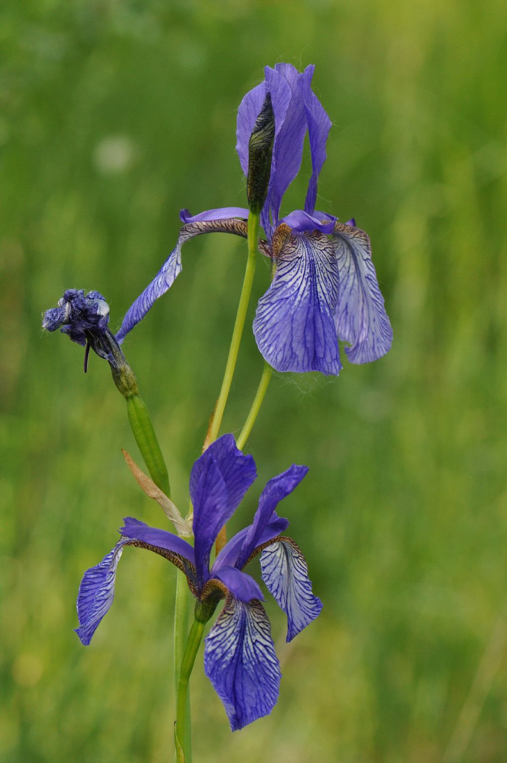 Iris sibirica / Giaggiolo siberiano