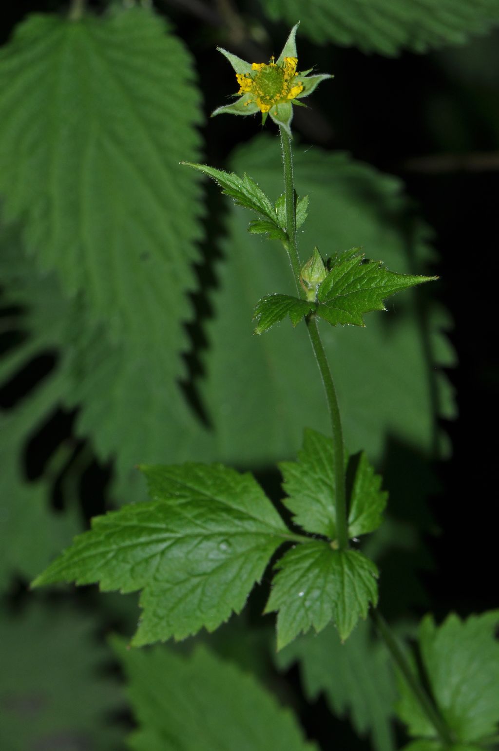 Geum urbanum / Cariofillata comune