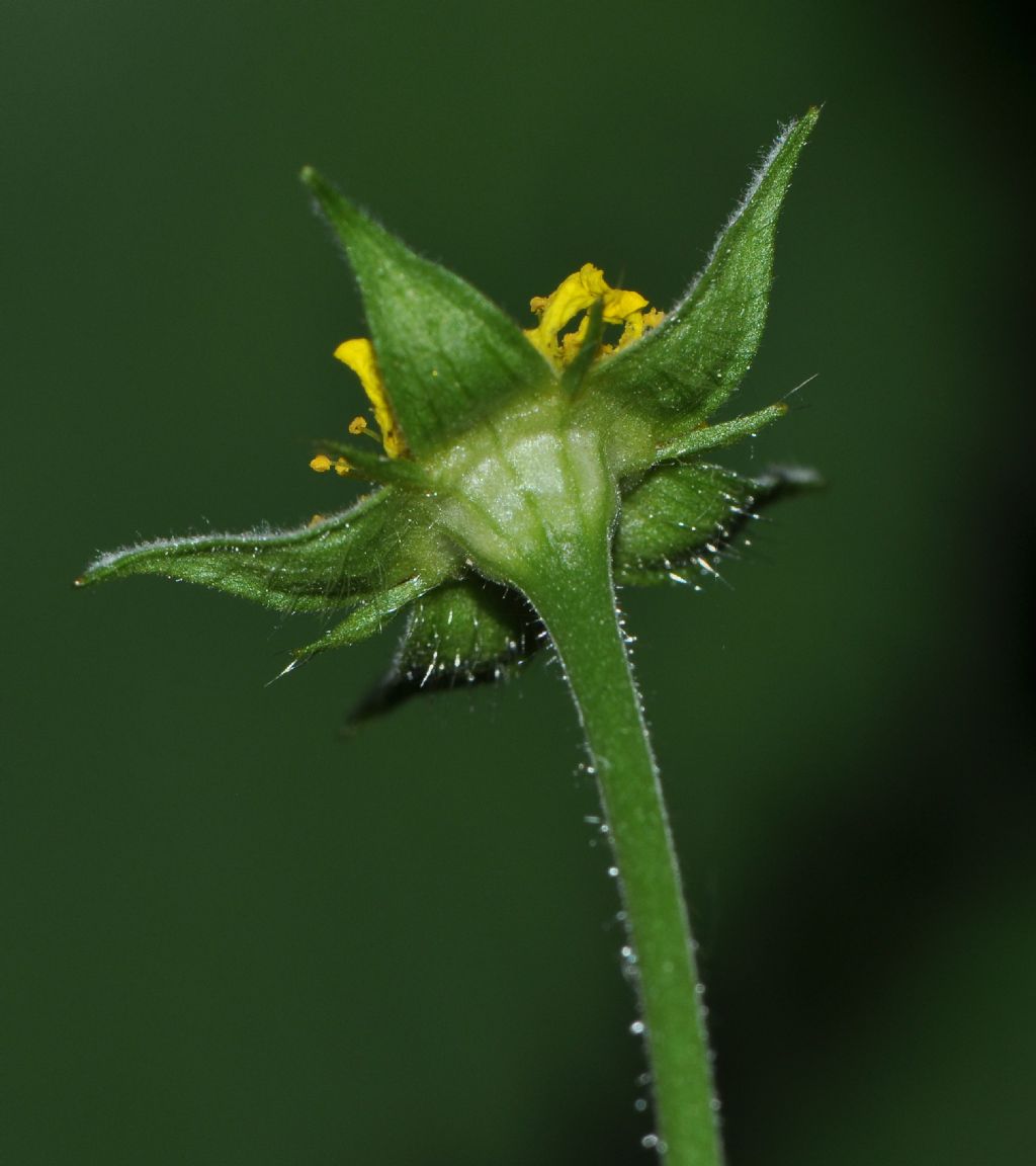 Geum urbanum / Cariofillata comune