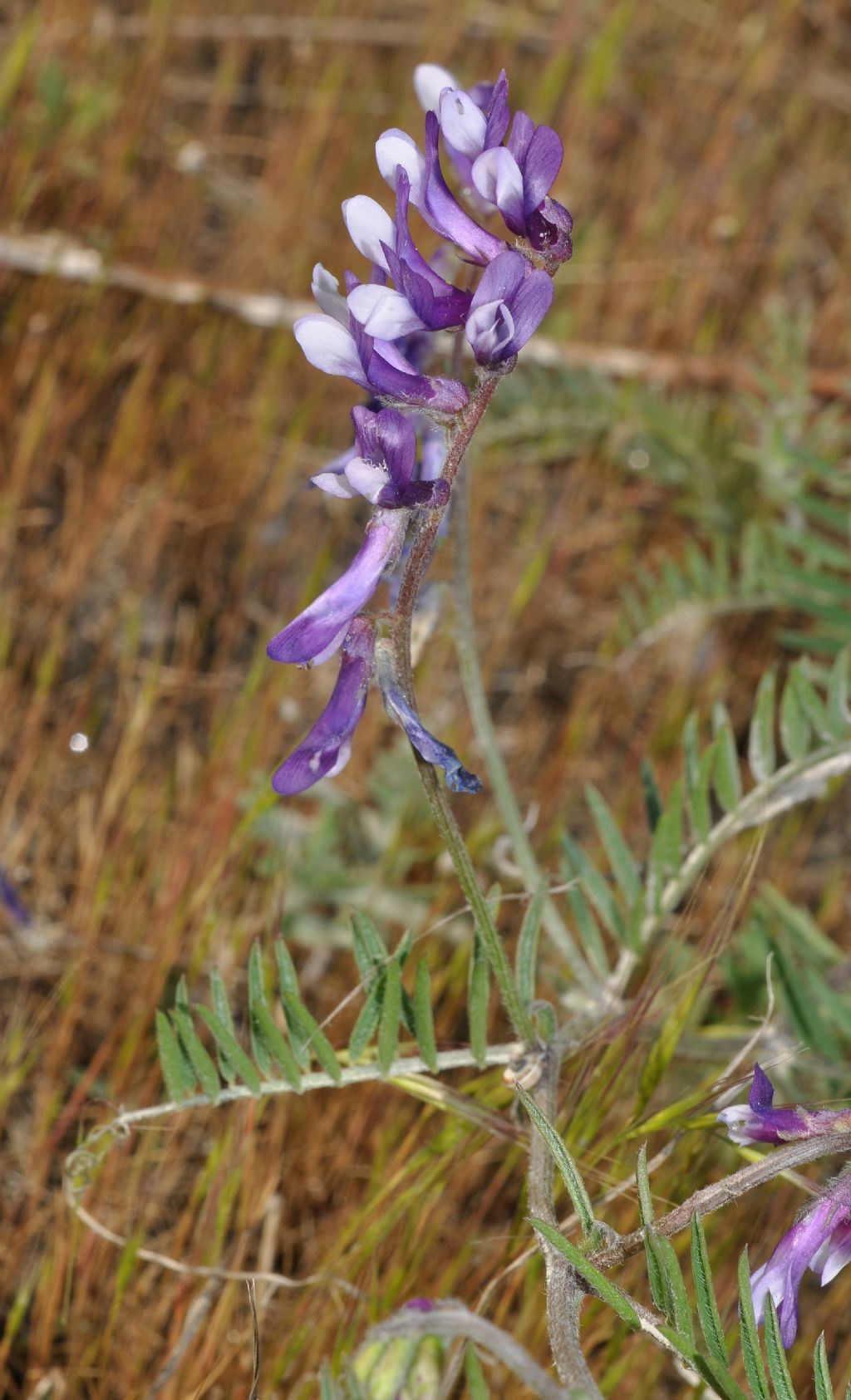 Vicia villosa / Veccia villosa