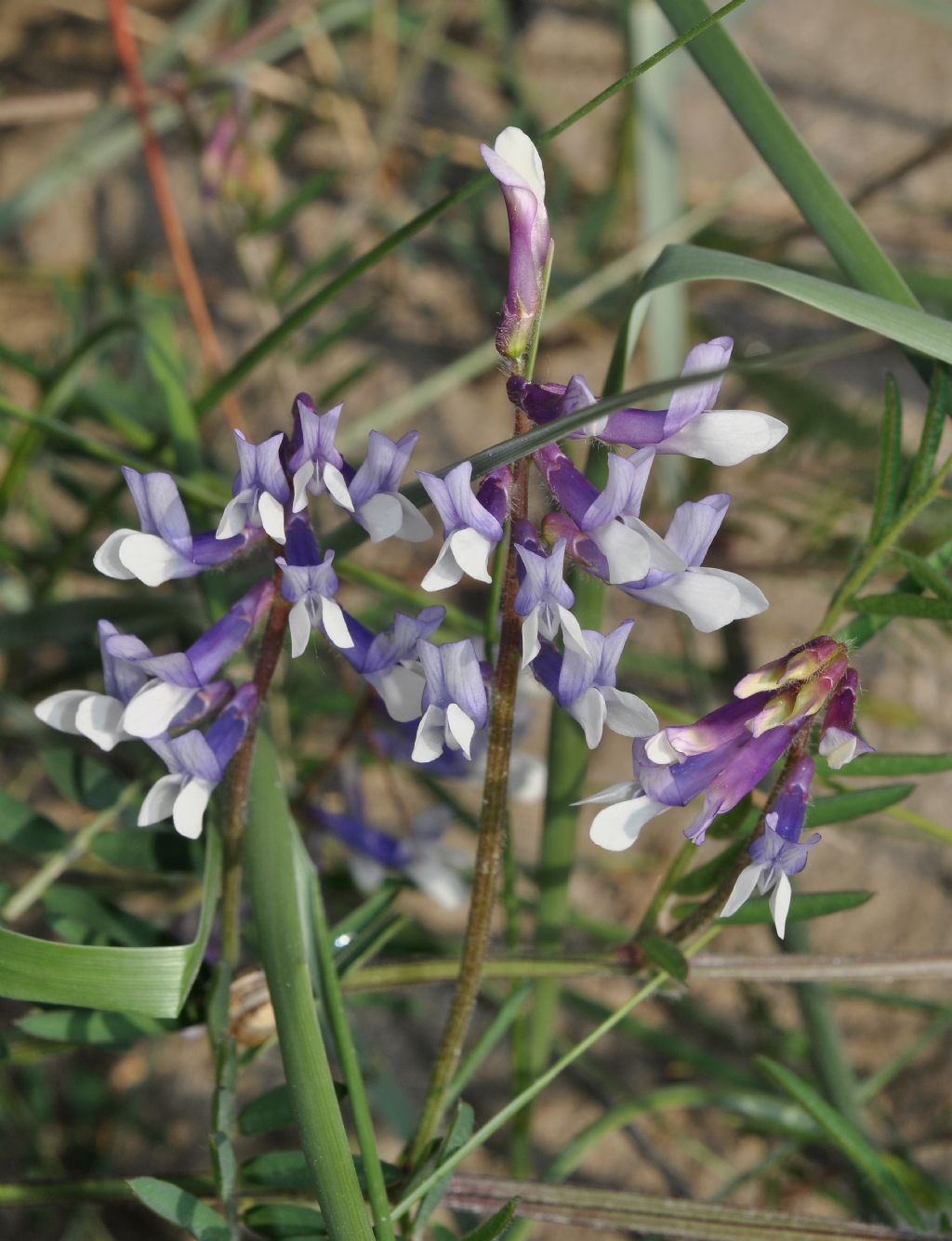 Vicia villosa / Veccia villosa