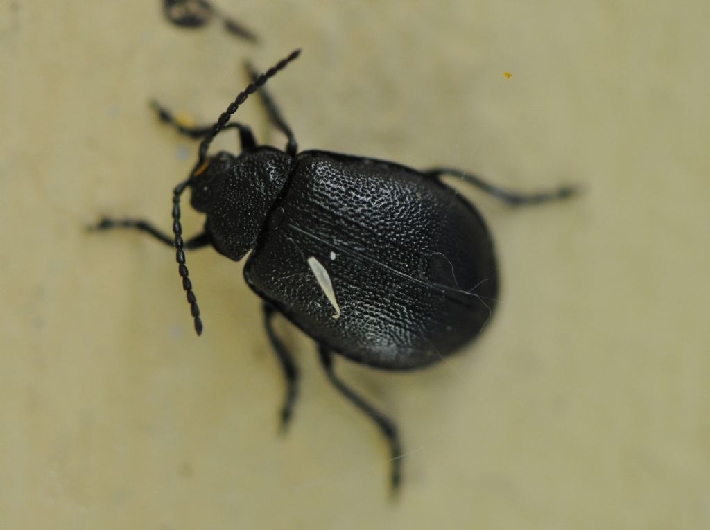 Chrysomelidae, Galeruca tanaceti