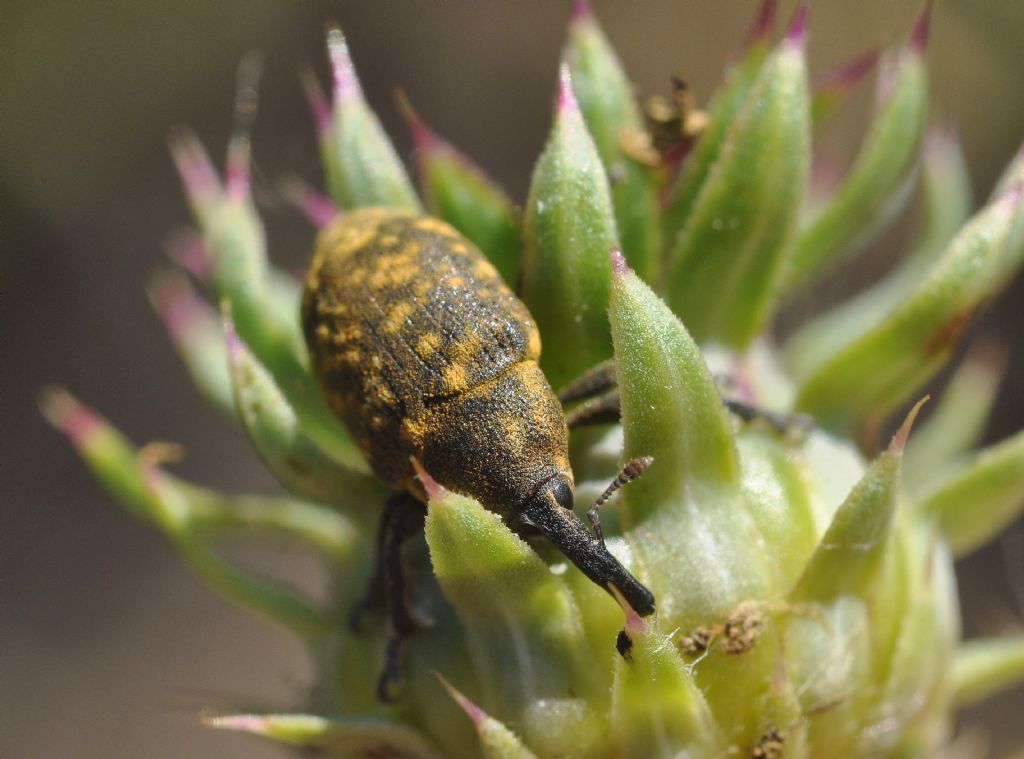 Larinus cfr. jaceae