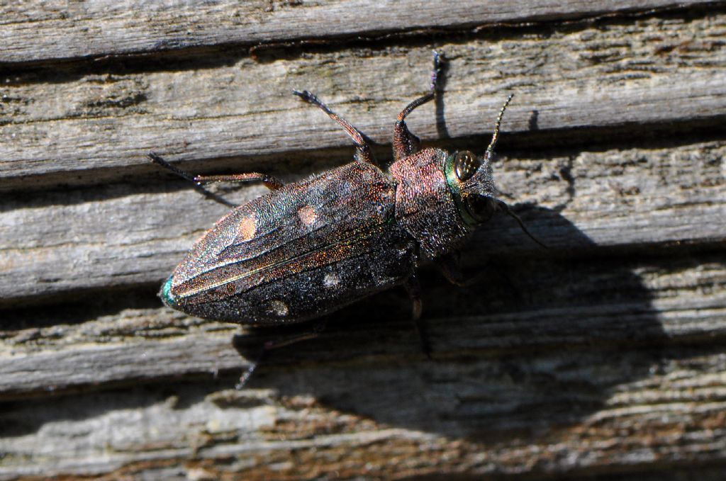 Buprestidae: Chrysobothris affinis