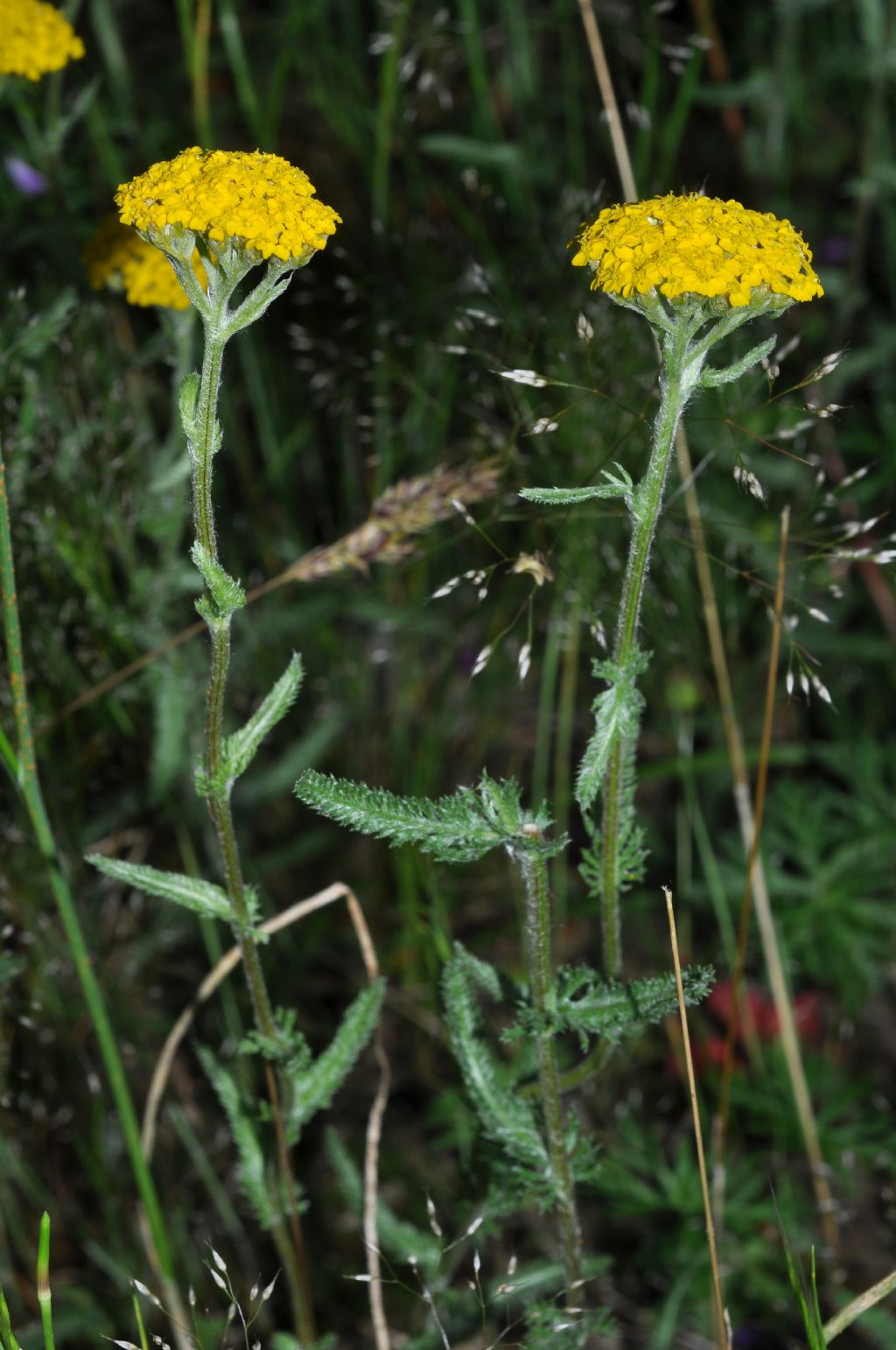 Achillea tomentosa / Millefoglio giallo