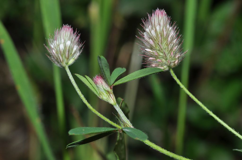 Trifolium arvense / Trifoglio arvense