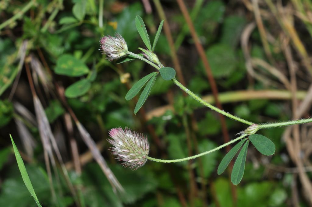 Trifolium arvense / Trifoglio arvense