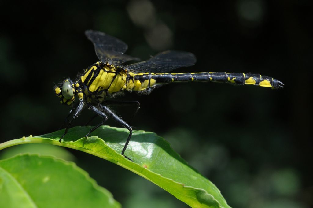 Gomphus vulgatissimus