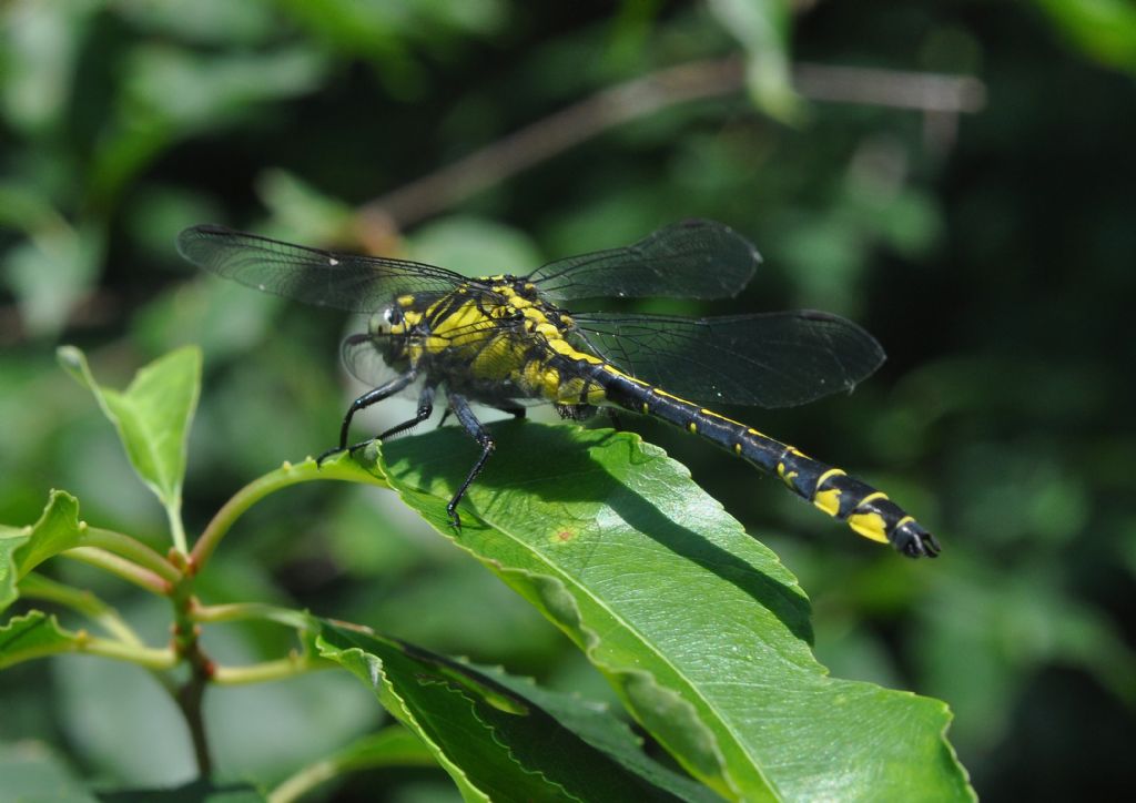 Gomphus vulgatissimus